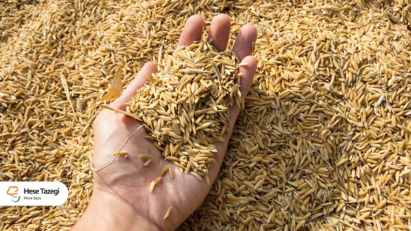 فواید_سبوس_برنج_چیست_حس_تازگی_2